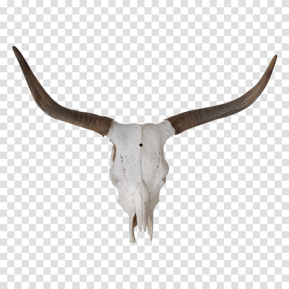 Texas Longhorn Bull Skull Bone, Cattle, Mammal, Animal, Axe Transparent Png