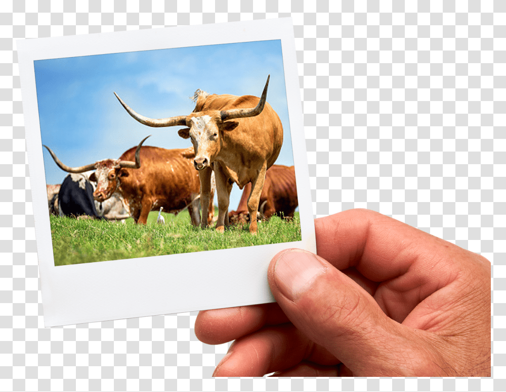 Texas Longhorn, Cow, Cattle, Mammal, Animal Transparent Png