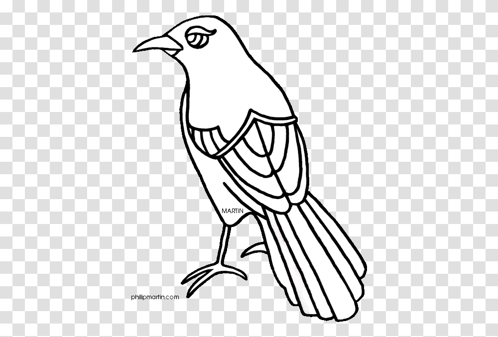 Texas Mockingbird Clipart Texas State Bird Drawing Texas State Bird Drawing, Animal, Magpie, Jay, Vulture Transparent Png