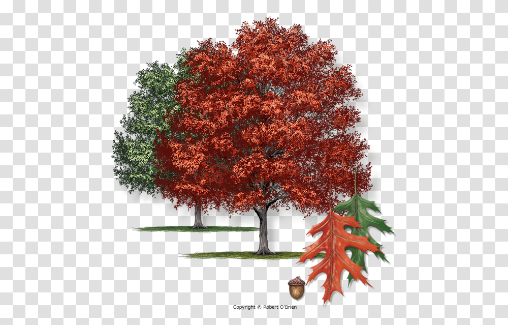 Texas Oak, Tree, Plant, Maple, Leaf Transparent Png