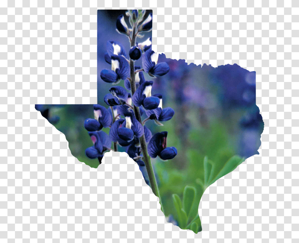 Texas State Of Texas Outline, Plant, Lupin, Flower, Blossom Transparent Png