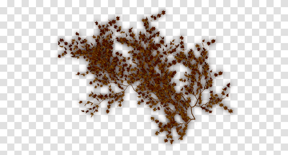 Textura Enredadera, Tree, Plant, Leaf, Maple Transparent Png