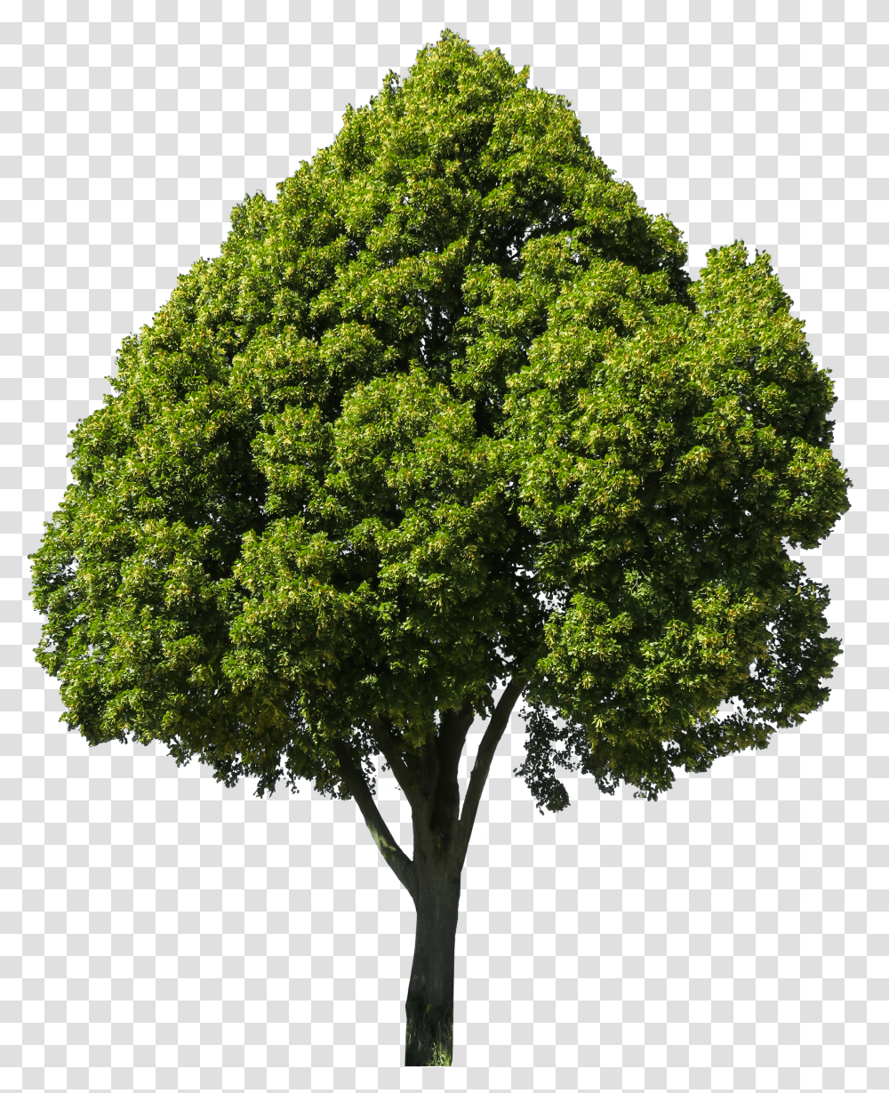 картинки 3 дерева