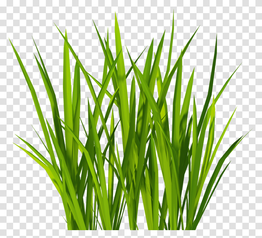 Texture Mapping Lawn Clip Art Grass Texture, Plant, Reed, Agropyron, Vegetation Transparent Png