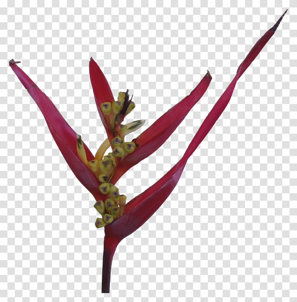 Texture Mapping, Plant, Flower, Blossom, Acanthaceae Transparent Png