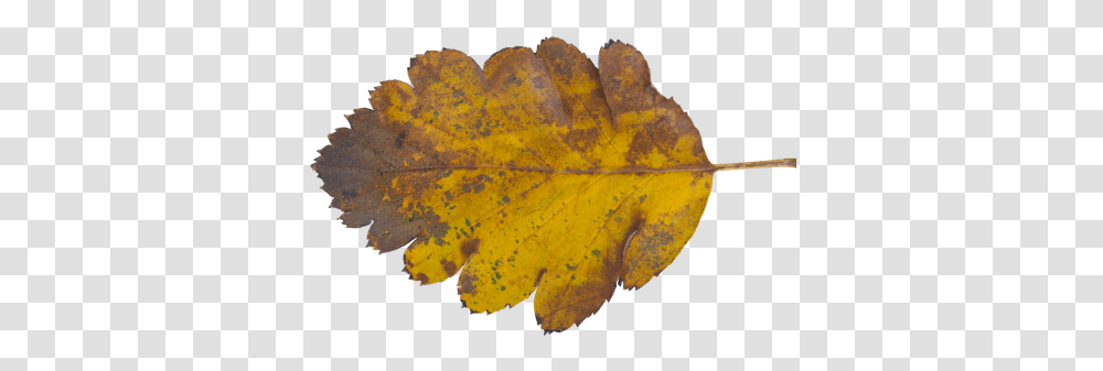 Texture Ninja Autumn, Leaf, Plant, Veins Transparent Png