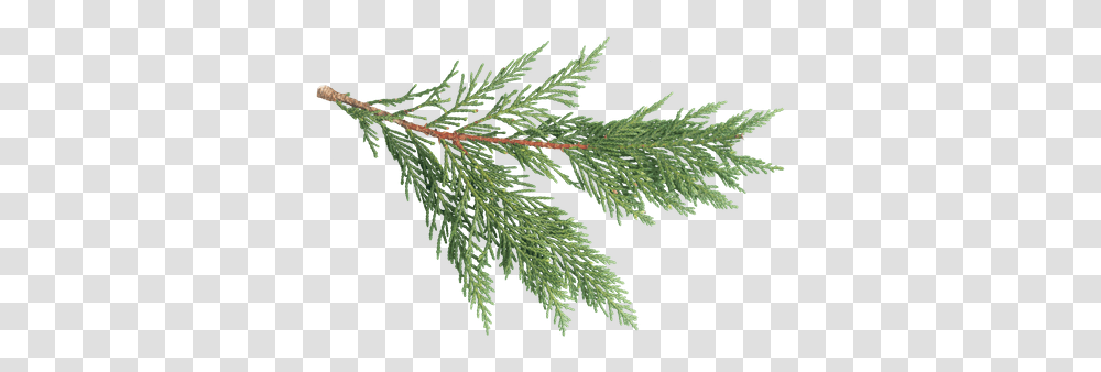 Texture Ninja Pine Texture Leaf, Tree, Plant, Conifer, Fir Transparent Png