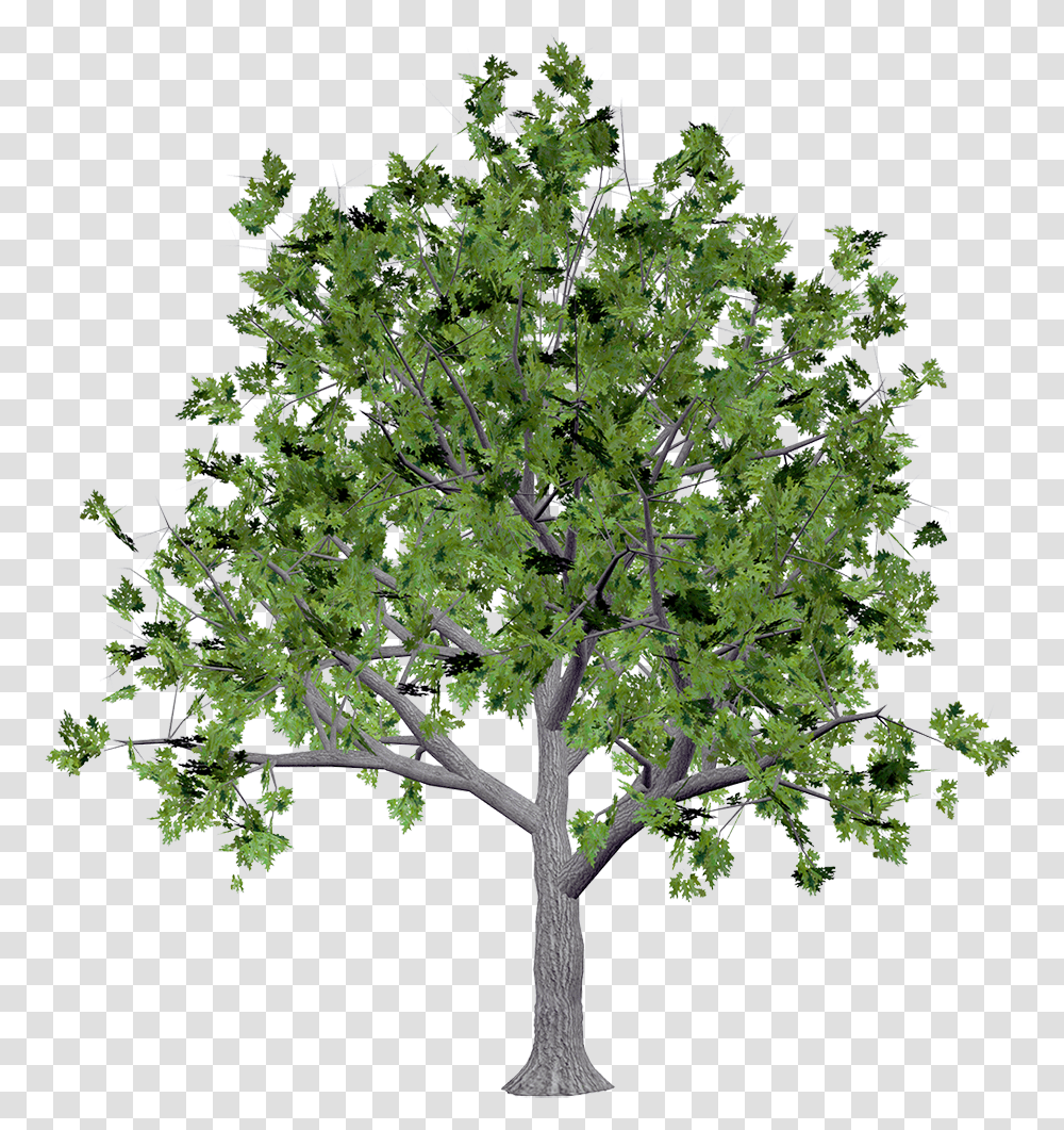 Texture Tree Download Canopy Tree, Plant, Maple, Potted Plant, Vase Transparent Png