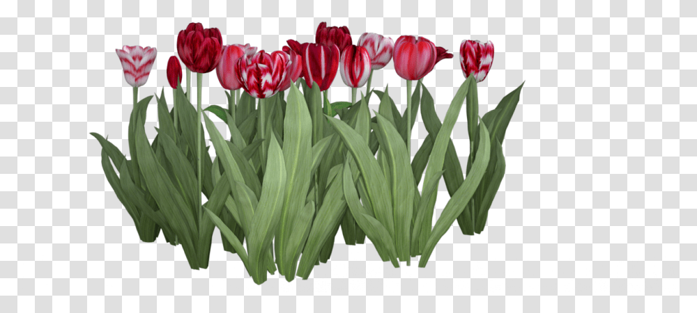Texture Tulip, Plant, Flower, Blossom, Petal Transparent Png
