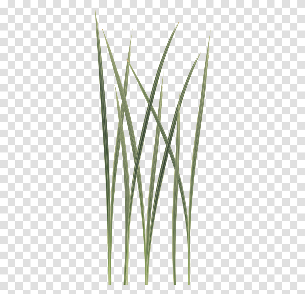 Texture Unity Grass Texture, Plant, Lawn, Reed, Agropyron Transparent Png
