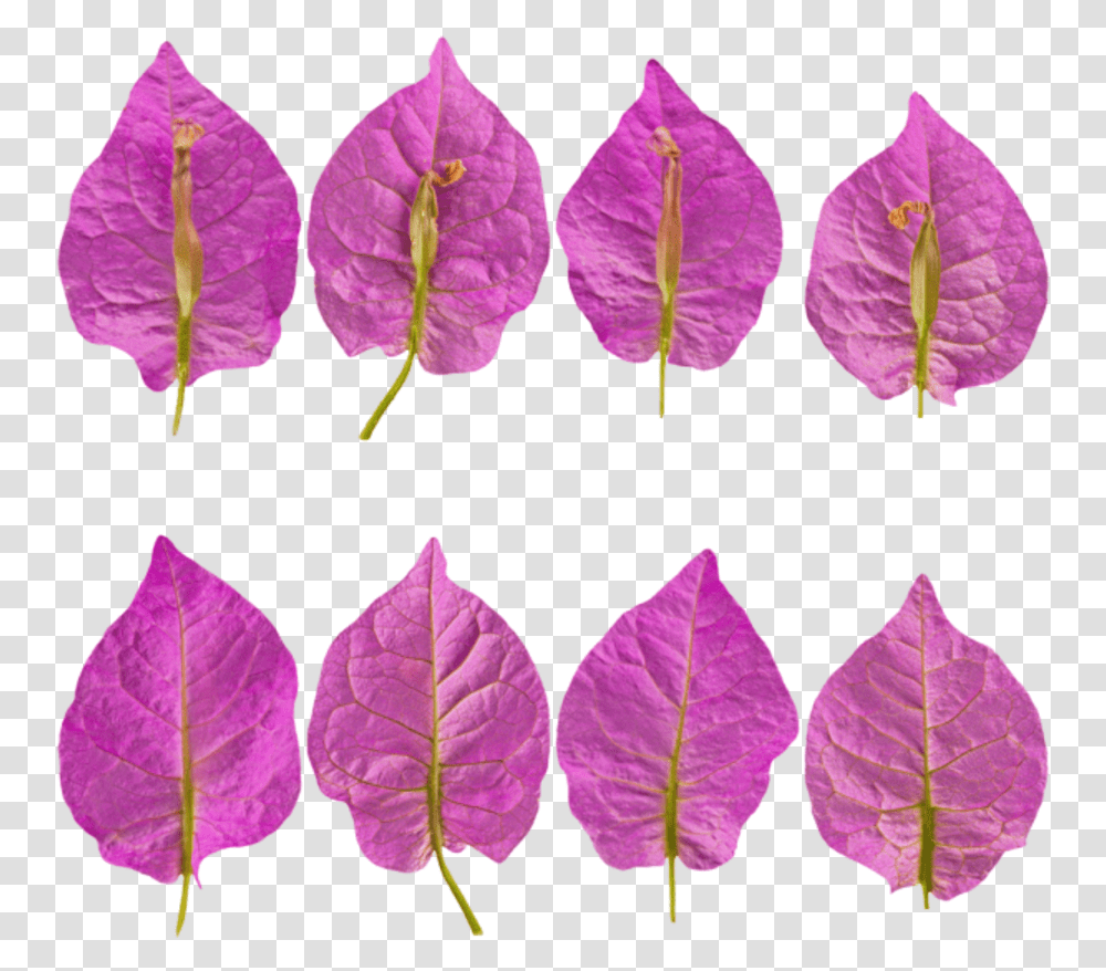 Textured Flower Petal, Purple, Plant, Blossom, Leaf Transparent Png