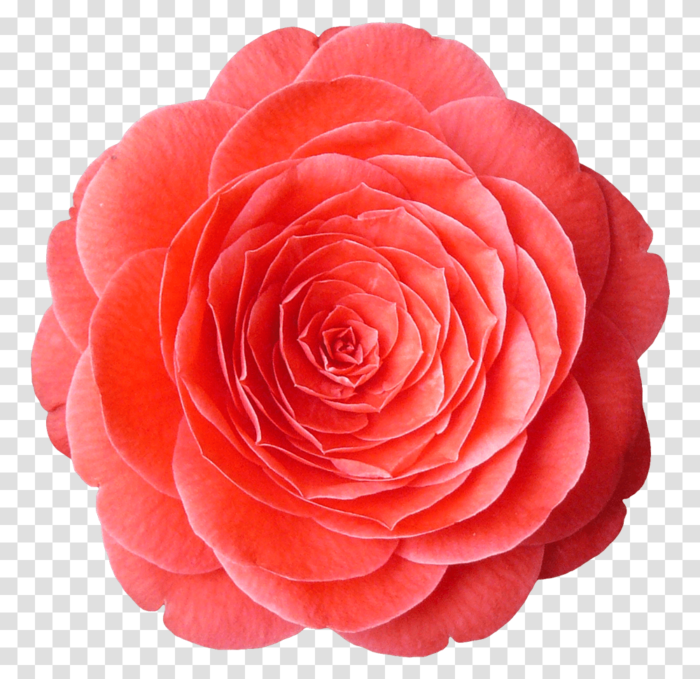 Texturescom Flowers0081 1 Alphamasked S Olfaction, Rose, Plant, Blossom, Dahlia Transparent Png