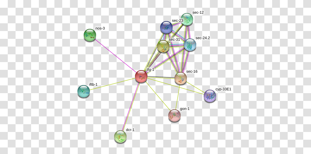 Tfg 1 Protein Circle, Network, Diagram Transparent Png