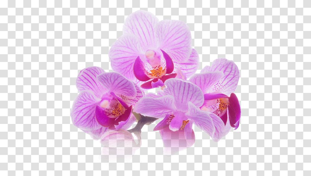 Thai Massage Therapy Bangkok Day Spa Downtown San Diego Purple Spa Flower, Plant, Blossom, Orchid Transparent Png