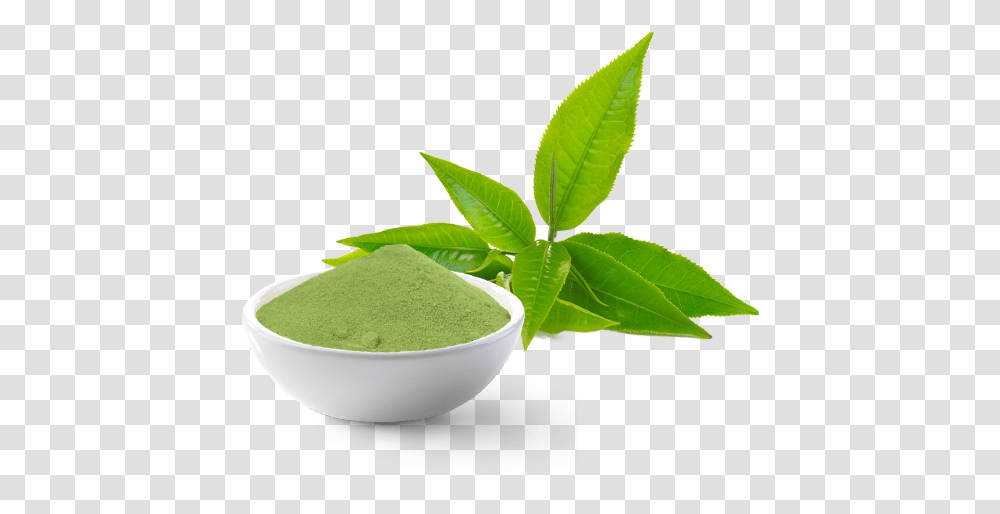 Thai Tea Green Tea, Vase, Jar, Pottery, Plant Transparent Png