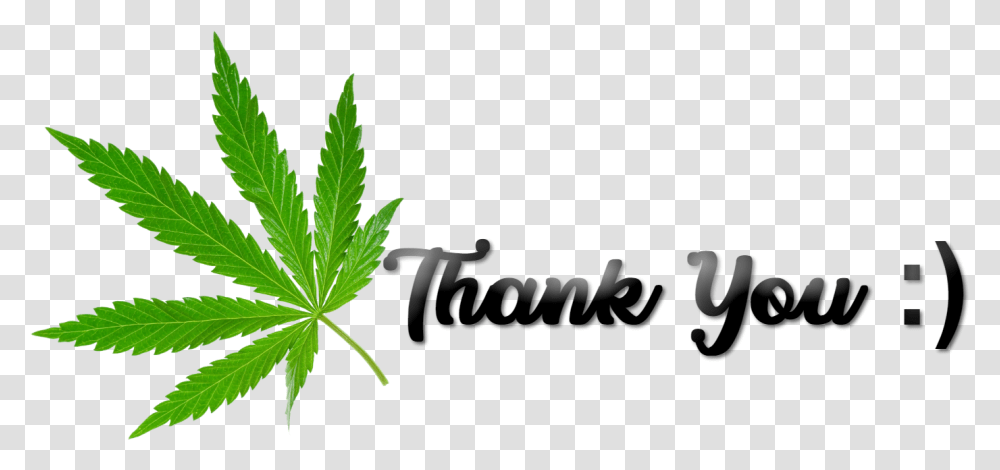 Thank You Cannabis Maple Leaf, Plant, Hemp, Weed Transparent Png