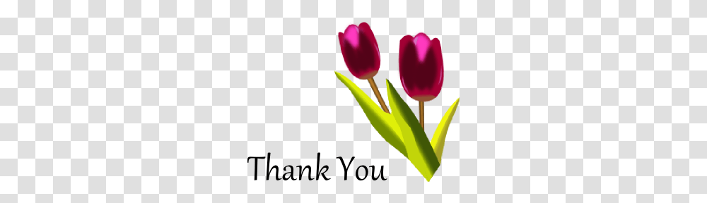 Thank You Clip Art, Plant, Tulip, Flower, Blossom Transparent Png