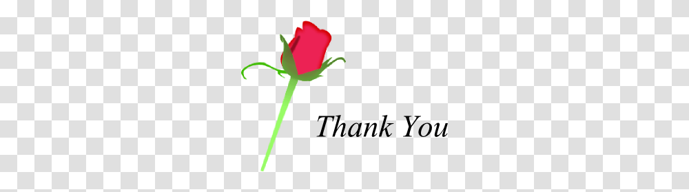 Thank You Clip Art, Rose, Flower, Plant, Blossom Transparent Png