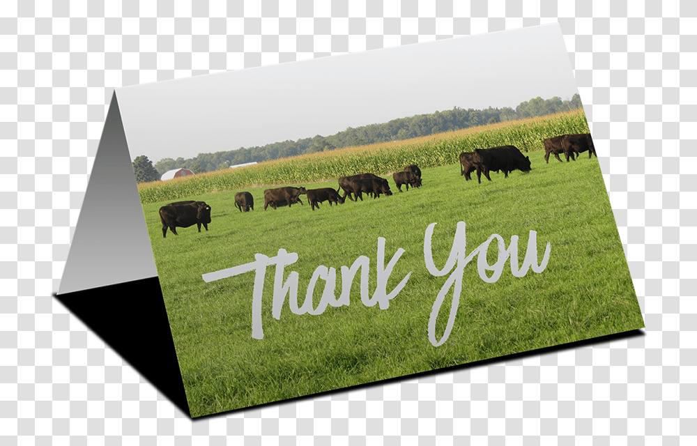 Thank You Dairy, Cow, Cattle, Mammal, Animal Transparent Png