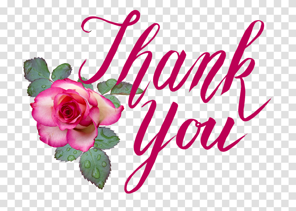 Thank You Rose Love Romantic Florist Greeting, Plant, Flower, Blossom Transparent Png