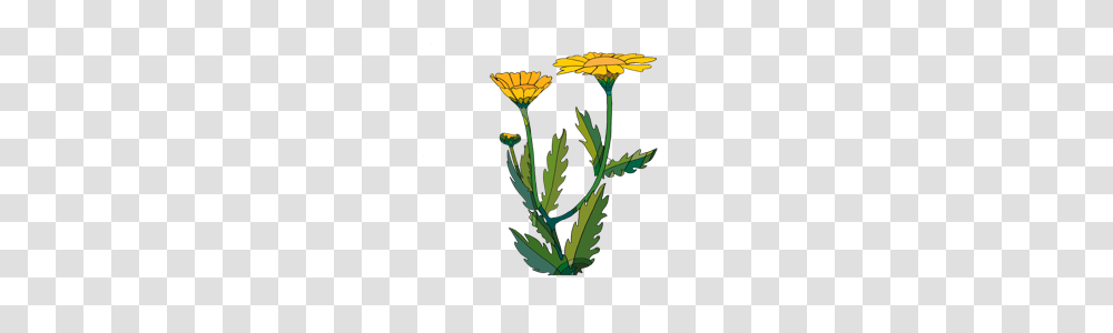 Thanks For Sowing A Corn Marigold Grow Wild, Plant, Flower, Daisy, Asteraceae Transparent Png