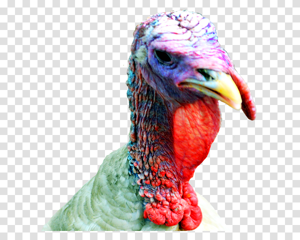 Thanksgiving Clipart Turkey Head Turkey Head, Turkey Bird, Poultry, Fowl, Animal Transparent Png