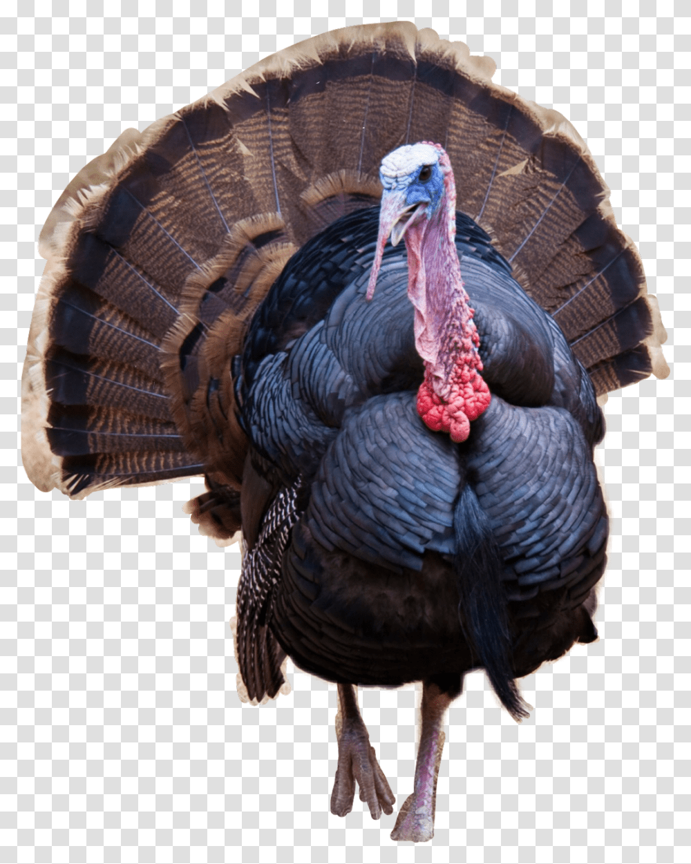 Thanksgiving Donald Trump Turkey, Turkey Bird, Poultry, Fowl, Animal Transparent Png