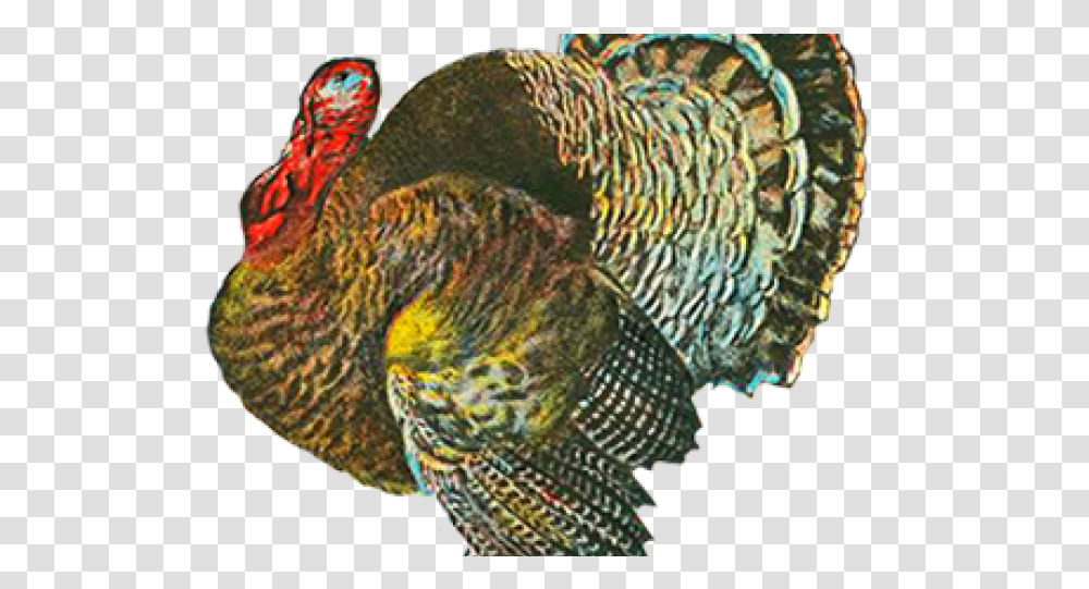 Thanksgiving Images Turkey, Animal, Bird, Turkey Bird, Poultry Transparent Png