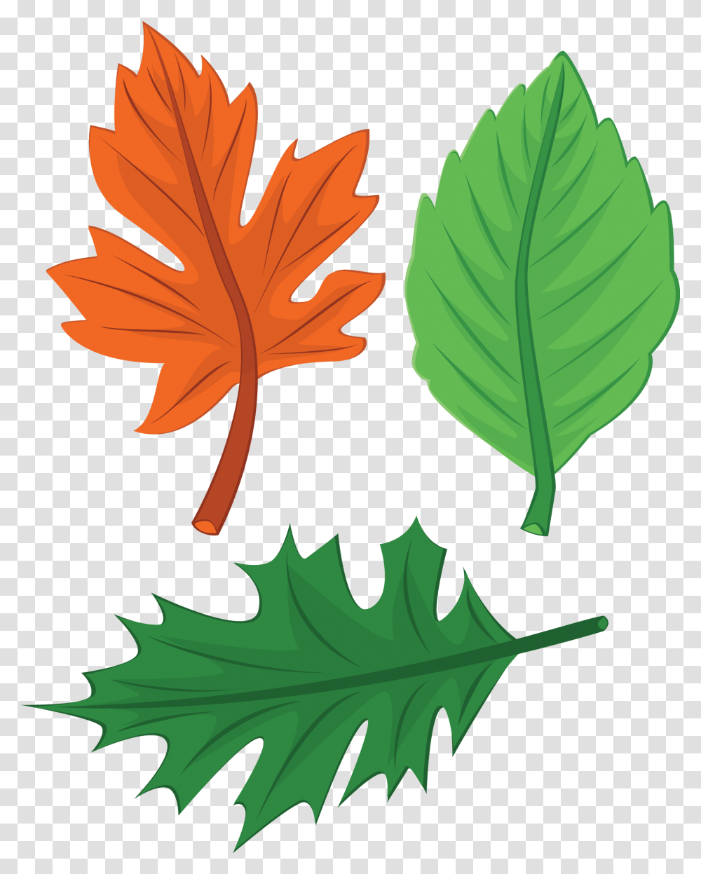 Thanksgiving Leaves, Leaf, Plant, Tree, Maple Leaf Transparent Png