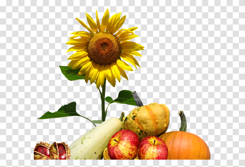 Thanksgiving, Plant, Flower, Blossom, Food Transparent Png