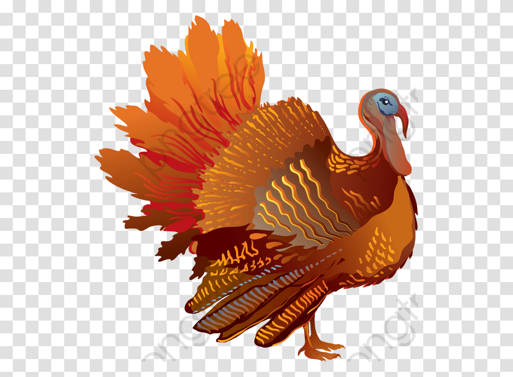 Thanksgiving Turkey Feathers Clip Art, Animal, Chicken, Poultry, Fowl Transparent Png