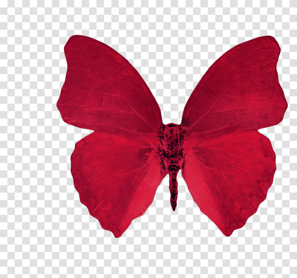 The Aesthetic Red Aesthetic Background, Petal, Flower, Plant, Accessories Transparent Png