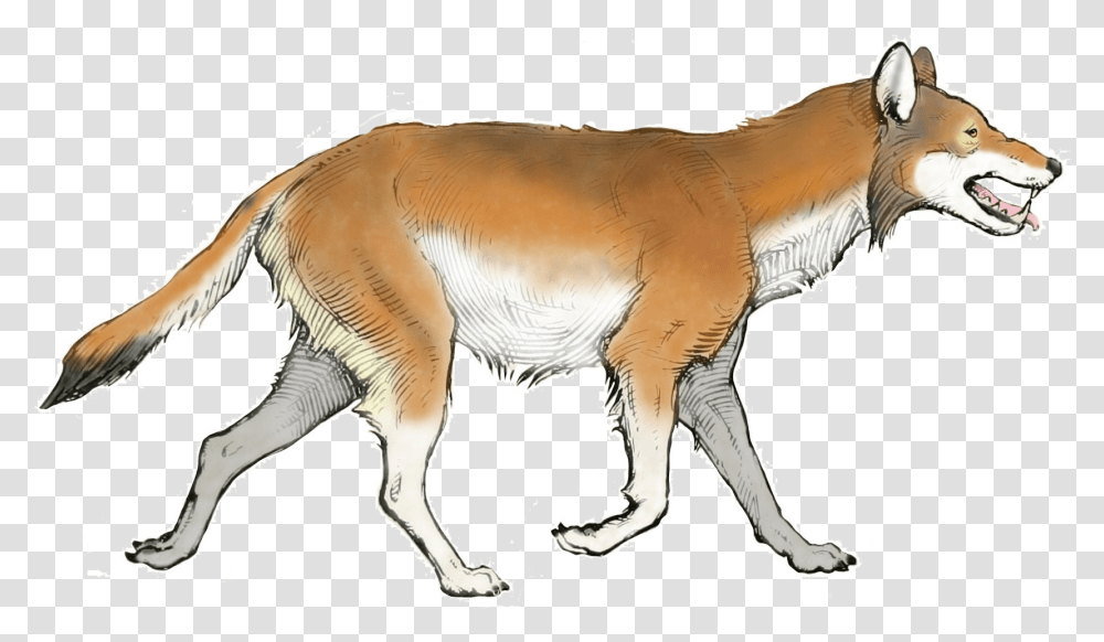 The American Museum Journal Canis Dirus, Wildlife, Animal, Mammal, Antelope Transparent Png