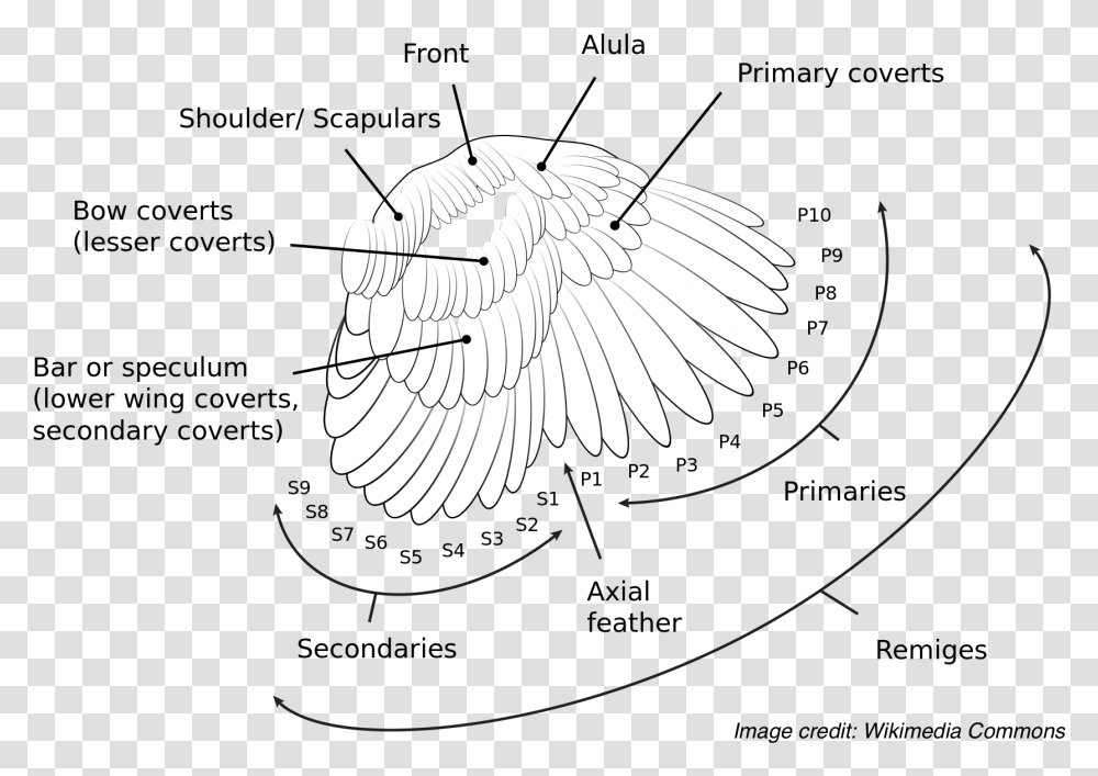 The Anatomy And Nomenclature Of A Birds Wing Feathers Primary Covert Feathers, Emblem, Logo, Trademark Transparent Png