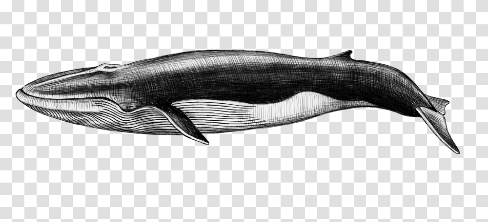 The Atavist Magazine Sei Whale PngAmong The Baganda People Of Uganda, Fish, Animal, Mammal, Sea Life Transparent Png