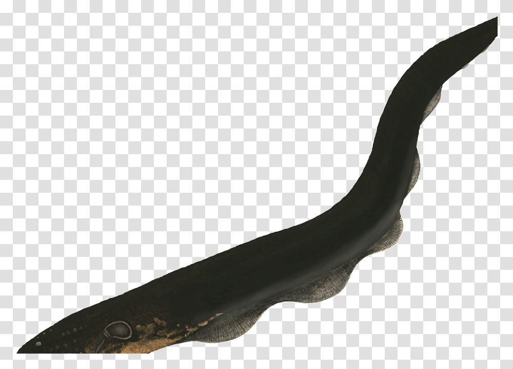 The Average Weight Of The Electric Eel Is 20kg Tool, Animal, Fish, Shark, Sea Life Transparent Png
