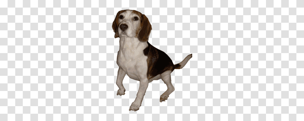 The Beagle Puppy Download Pet, Hound, Dog, Canine, Animal Transparent Png