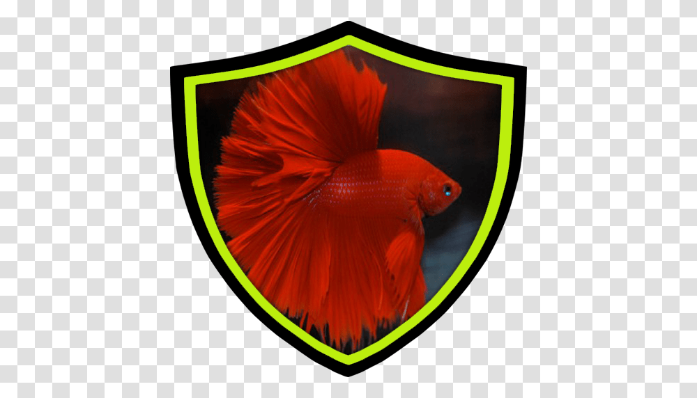 The Beauty Of Betta Fish Apk, Armor, Shield, Rug, Animal Transparent Png