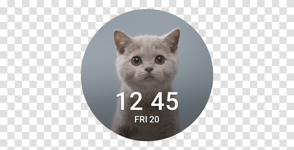 The Best And Worst Watch Faces Photo Caption, Cat, Pet, Mammal, Animal Transparent Png