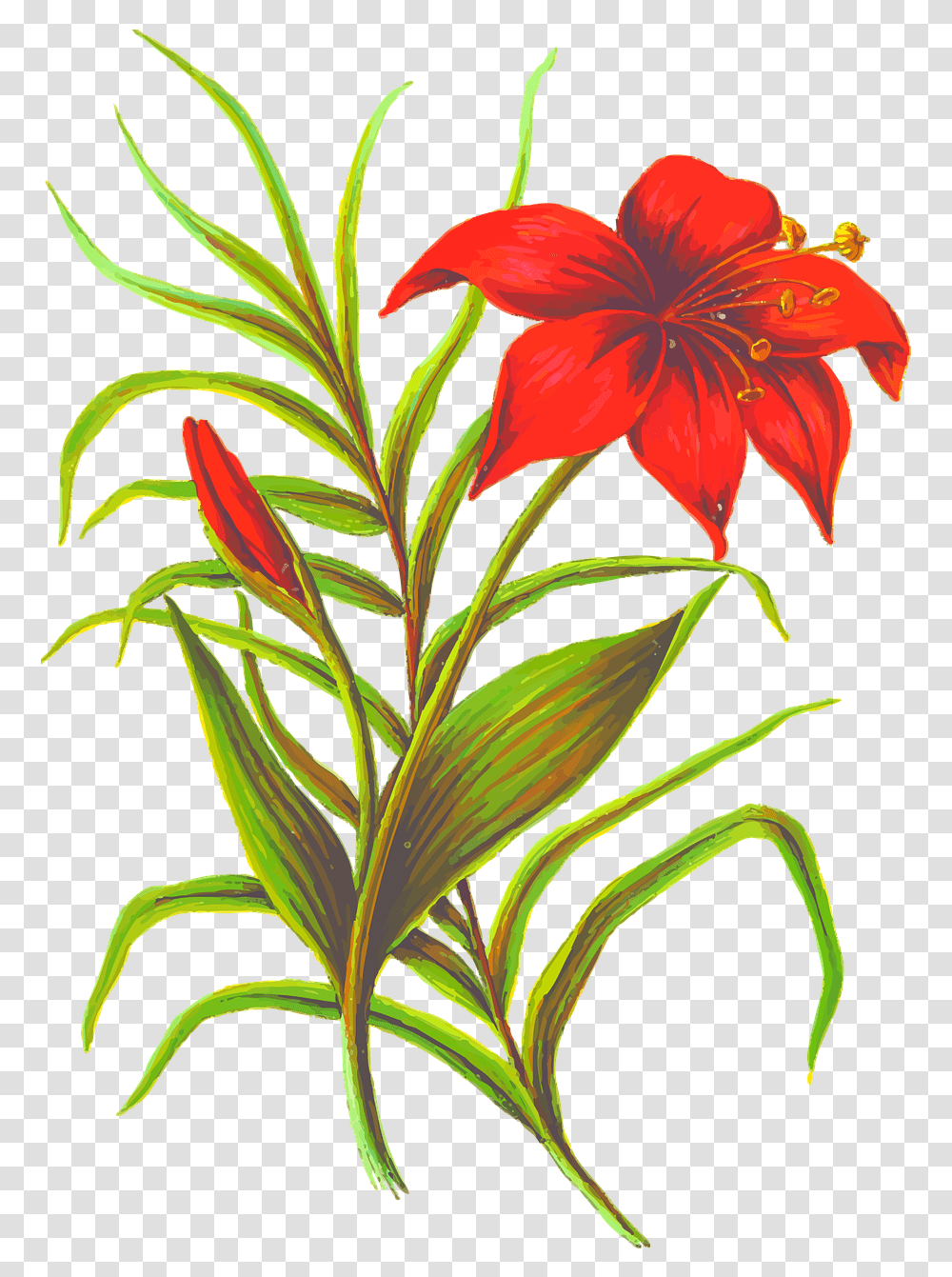 The Best Drawings Of Wild Flowers 23 Ideas Howtodraw In Flower Leaf, Plant, Blossom, Amaryllis, Lily Transparent Png