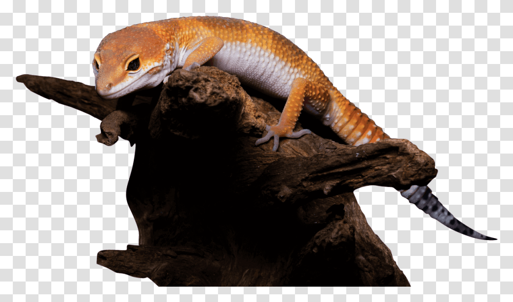The Best Exotic Reptile Shows In Usa Exotic Reptile, Lizard, Animal, Gecko, Amphibian Transparent Png