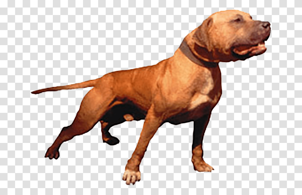 The Best Of Gr Ch Mayday Rom Grand Champion Mayday Rom, Boxer, Bulldog, Pet, Canine Transparent Png