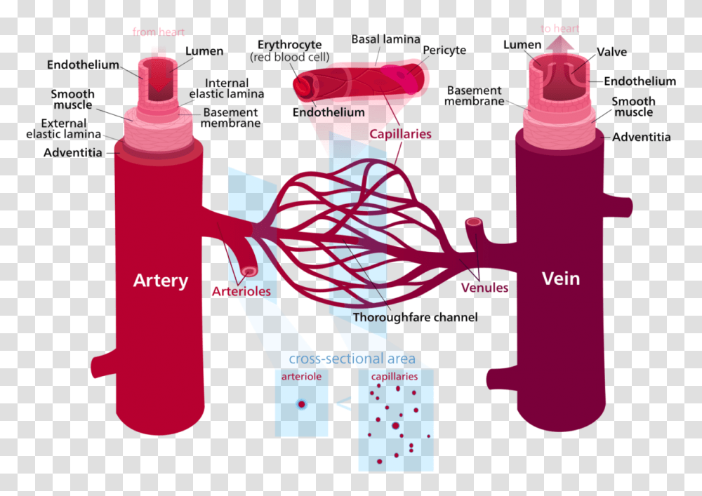 The Blood Type Breakdown Marquell Tyric Medium, Bottle Transparent Png