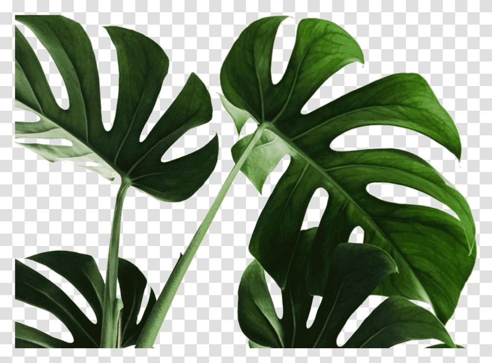 The Bloom Africa July 2020 Calendar Desktop, Leaf, Plant, Veins, Flower Transparent Png