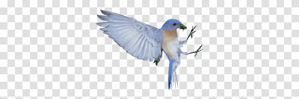 The Blue Bird Syndrome Happiness White Sparrow Flying Blue Bird, Bluebird, Animal, Jay, Blue Jay Transparent Png