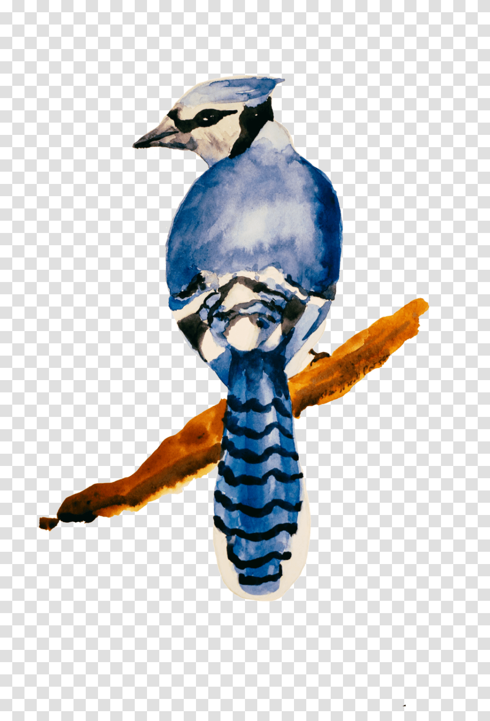 The Blue Jay Progress, Bird, Animal, Bluebird, Invertebrate Transparent Png