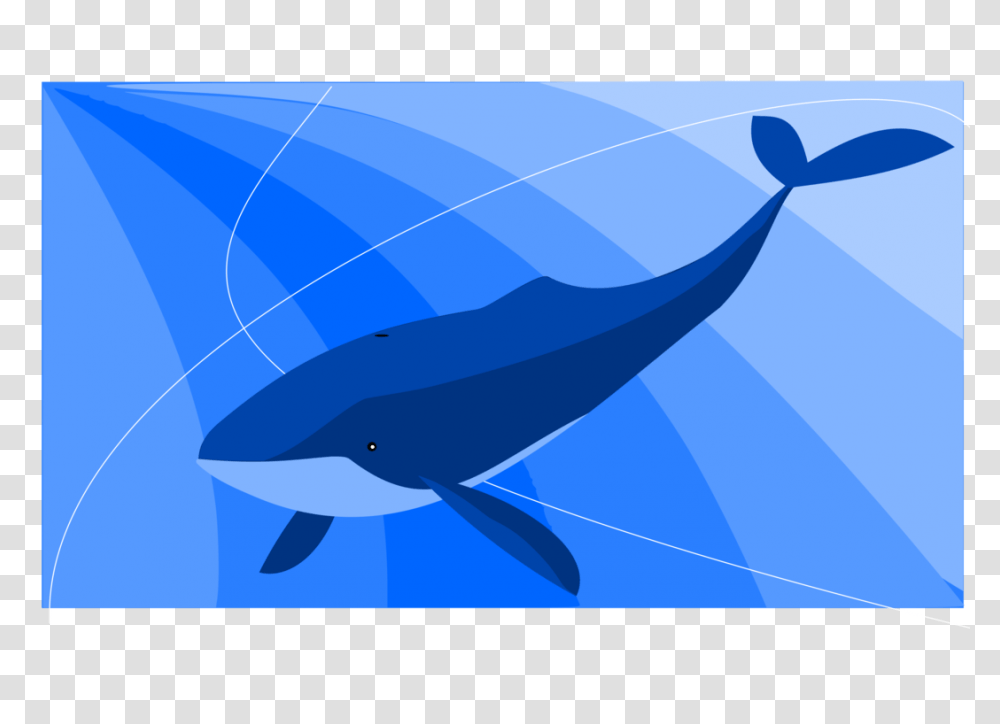 The Blue Whale Baleen Whale Common Bottlenose Dolphin Killer Whale, Sea Life, Animal, Mammal, Shark Transparent Png