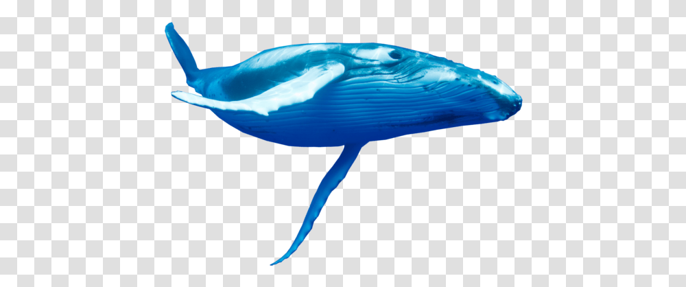The Blue Whale Tribute, Mammal, Sea Life, Animal, Shark Transparent Png