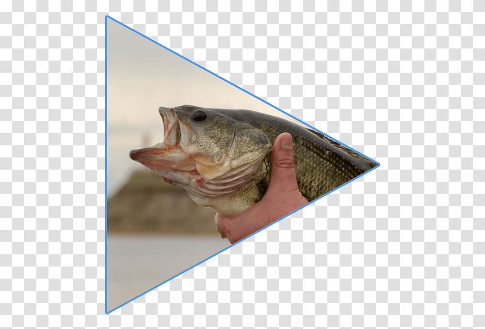 The Boundary Bass Classic Will Join Those Events Here Bass, Fish, Animal, Person, Human Transparent Png