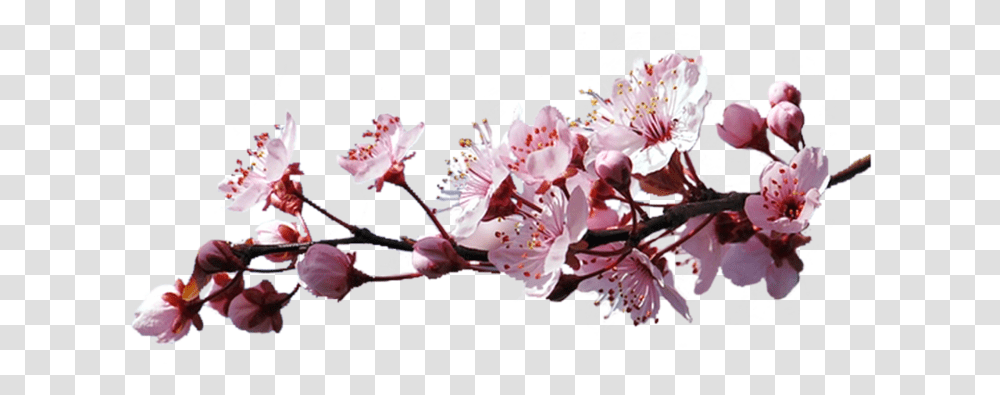 The Branch Of Cherry Blossoms Sakura Branch, Plant, Flower, Pollen, Petal Transparent Png